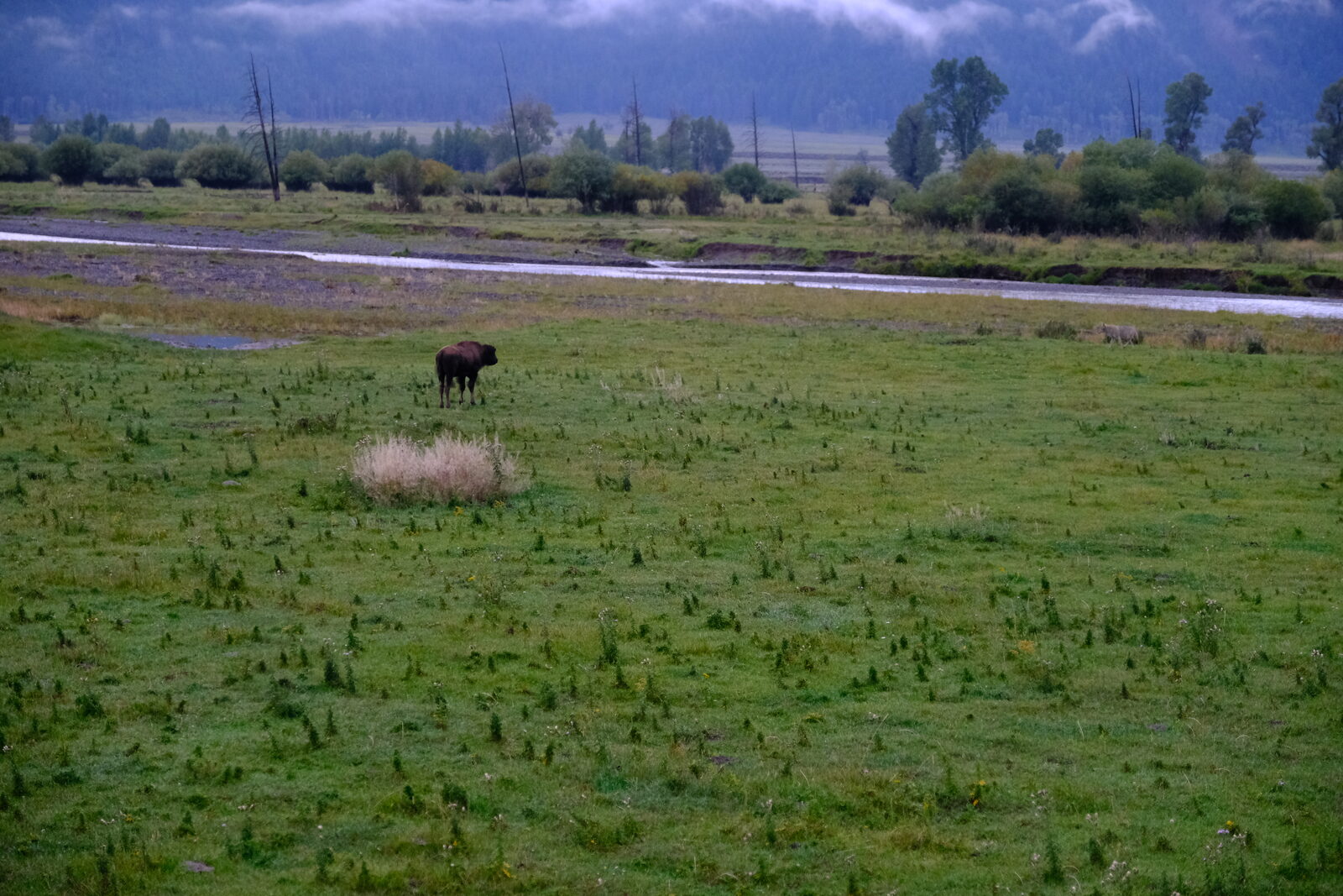 A lone bison in Lamar Valley at dawn